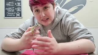 Pet Care Basics:  Leopard Gecko Restraint