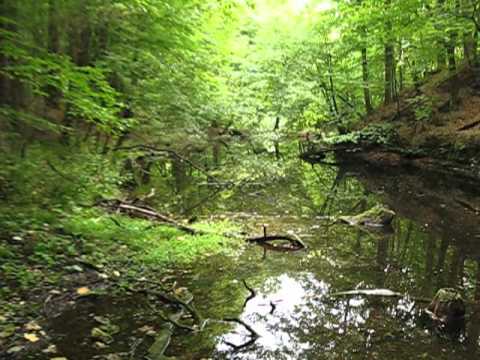 Underwater biotope of karst spring