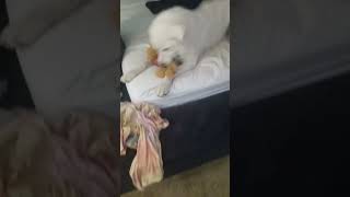 Great Pyr vs Winnie the Pooh #dogs #funny #greatpyrenees #pets #dog