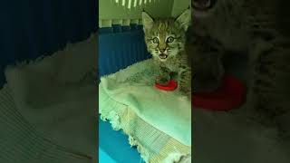 Baby Bobcat