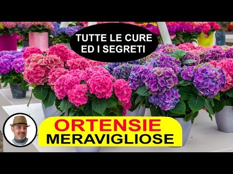 Video: Ortensia (85 Foto): Cos'è Questo Fiore? Quanto Velocemente Cresce In Giardino? Che Aspetto Hanno Le Foglie? Come Crescere In Casa?