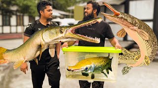 ১০০ কুমির মাছ চাষ করবো MINI ZOO তে | We Brought 3 New Alligator Gars