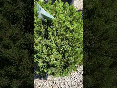 Mugo Pine is a reliable evergreen for home landscaping #shorts