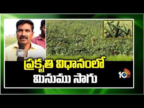 Black Gram Cultivation | ప్రకృతి విధానంలో మినుము సాగు | Matti Manishi | 10TV News - 10TVNEWSTELUGU