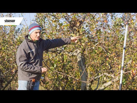 Errori comuni - potatura del melo - guida con consigli per la potatura