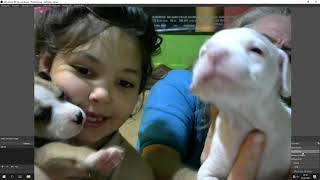 İtbull İno.. Di̇ego Ve Berli̇n Kardeşler 33 Günlük