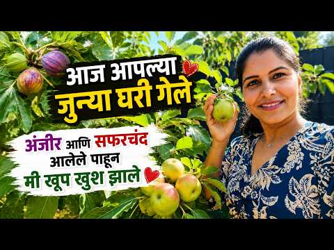 आज आपल्या जुन्या घरी गेले ... अंजीर आणि सफरचंद आलेले पाहून मी खूप खुश झाले #1602