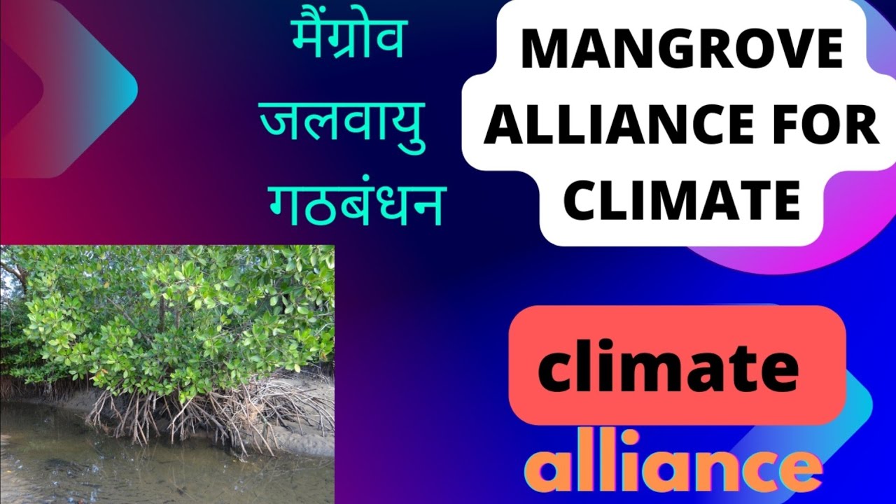mangrove forest |mangrove alliance for climate