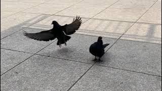 Burung merpati kawin // bercumbu