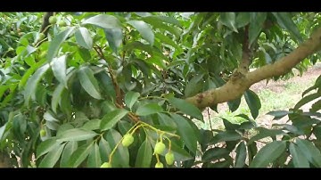 phun thuốc sâu cho cây vải thiều Lục Ngạn