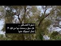 شجرة العصافير هل سمعت بها من قبل تعالو نتعرف عليها 