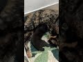 【インドの猫】ふみふみしてる子猫が可愛すぎる #cat #kitten