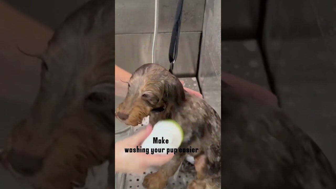 YODOLLA Stainless Steel Dog Washing Station