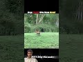 Tiger Runs Away... But Leopard Makes the Bear Regret It #shorts#leopard#wildlife#tiger#bear