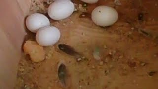 Muhabbet Kuşu Neden Yumurtaya Yatmaz ? Kısaca Nedenleri Ile Açıkladım.