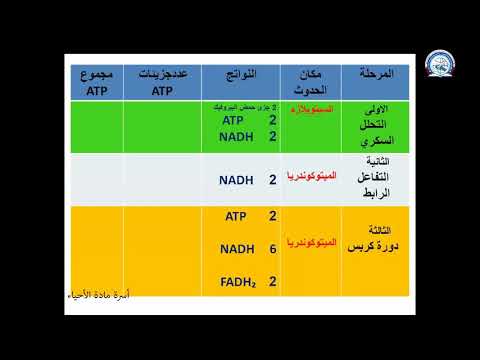 أحياء 2 ثانوي حساب عدد جزئيات Atp الناتجة من أكسدة جزئ جلوكوز