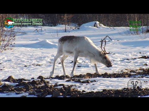 위대한 마이그레이션이 시작됩니다. Putorana 고원 순록 / Rangifer tarandus / Северный олень