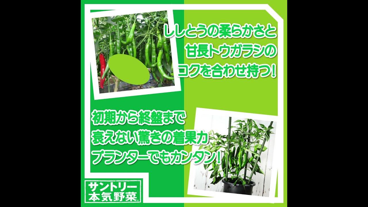 バジルの生育環境を整える