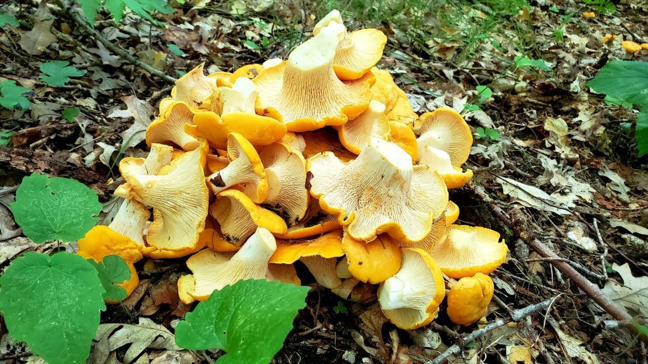 Foraging for Chanterelle Mushrooms YouTube