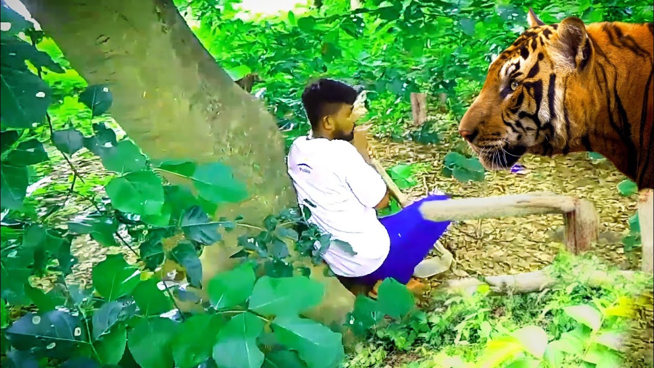 tigers attack man on story l tiger attack on jungle l tiger attack l Royal Bengal tiger attack