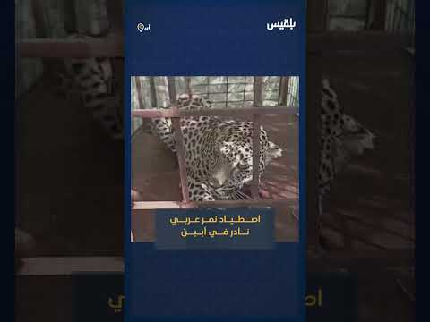 احتجاز نمر عربي نادر عقب اصطياده في لودر