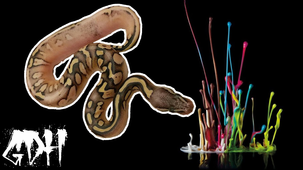 ball python devil egg clutch - youtube Images High... Ball Python Clutch 2 & 3 Out the egg - YouTube