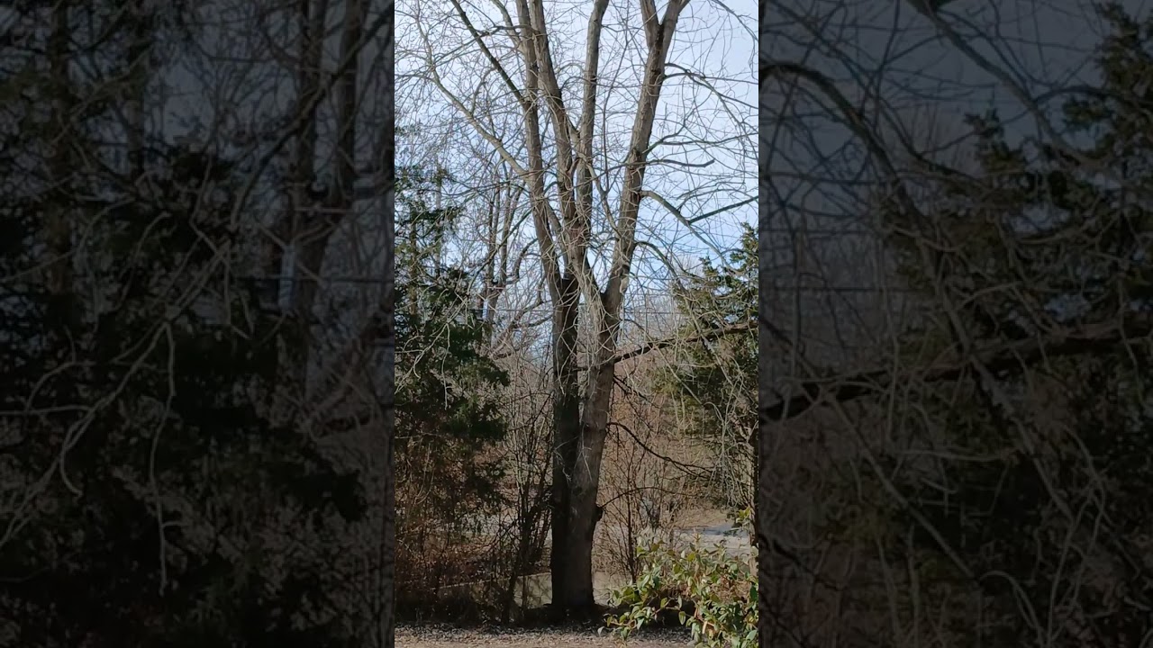 Just some squirrels being squirrels 