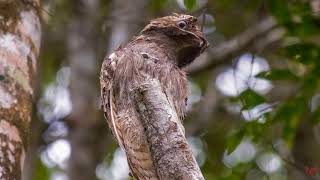 Серый исполинский козодой, или серый лесной козодой (лат.  Nyctibius griseus)