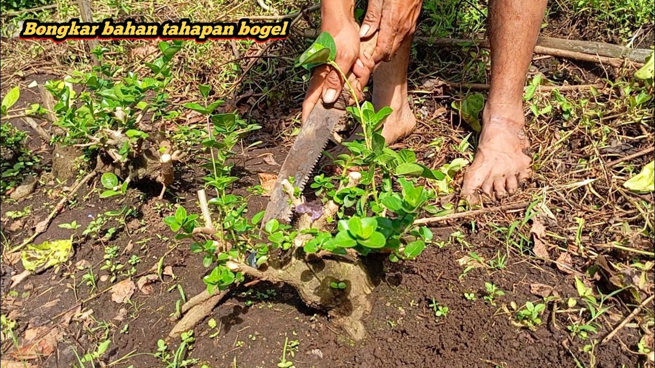Ternyata begini cara yang aman bongkar dan pindah tanam pohon tetap subur