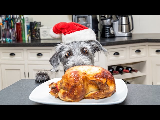 Christmas Foods Dogs Can and Can't Eat