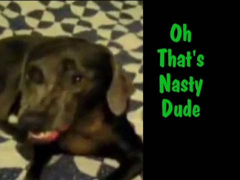weimaraner sniffs dog farts and makes a funny face