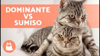 ¿Tu GATO es DOMINANTE?  Comportamiento de los GATOS DOMINANTES