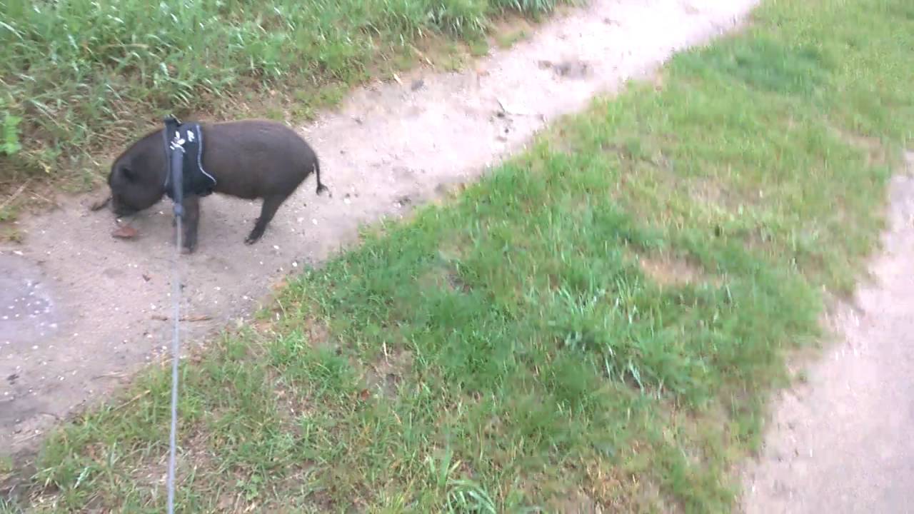 Mojo the Pig picks up sticks when we go on walks