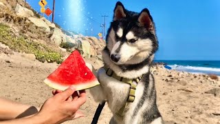 Husky Trys Watermelon Fruit! by HUNGRY HUSKY PACK 3,673 views 3 years ago 1 minute, 11 seconds