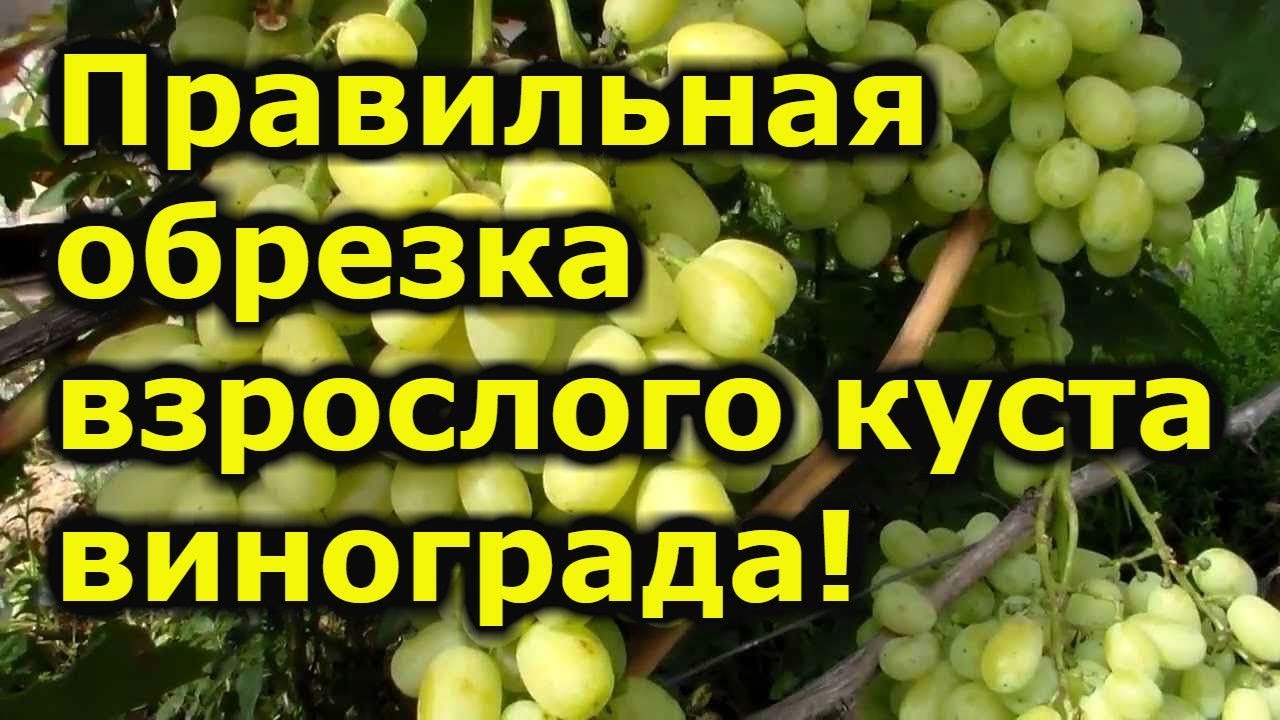 ВЗРОСЛЫЙ КУСТ ВИНОГРАДА-КАК ПРАВИЛЬНО ОБРЕЗАТЬ ОСЕНЬЮ, ЧТО БЫ ПОЛУЧИТЬ МАКСИМАЛЬНЫЙ УРОЖАЙ?.