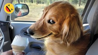 Try Not To Laugh Dogs And Cats 😁 - Best Funniest Animals Video 2023 by Funniest Animals Ever 391,144 views 5 months ago 15 minutes