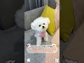[Giipet] 「可愛い系は無理かな…」と思ったら意外と似合った件。#犬 #ハーネス #犬のいる生活 #犬好きさんと繋がりたい #fyp