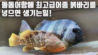 한국에서 가장비싼 물고기 붉바리를 대왕돌돔 수조에 넣어봤습니다!! (ep03. 우리나라 바다만들기)