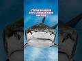 Le guide complet sur le Requin Tigre !
