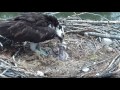 5/25/17 Sibling rivalry - bonking - Boulder County Osprey Cam