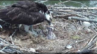 5/25/17 Sibling rivalry - bonking - Boulder County Osprey Cam