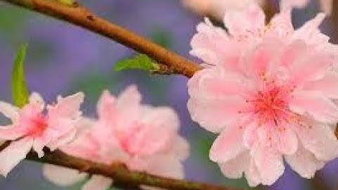 الشيخ عزت العناني رحمه الله \ماتيسر من سورة أبراهيم