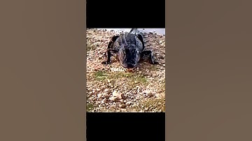 Congratulations bruh #troll #trolling #sigmaedit  #editvideo