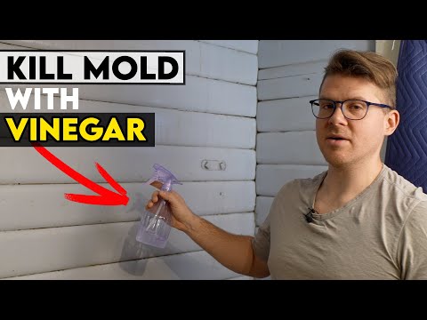 How to use Vinegar to Kill Mold, Amazing Results!