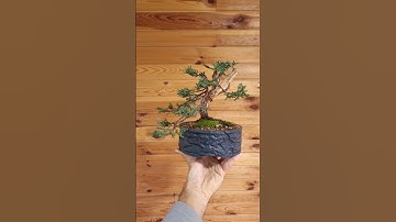 Juniper Bonsai from Nursery Stock