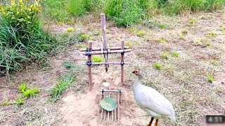 Powerful Creative Guinea Chicken Rocket Trap Using Wood Work