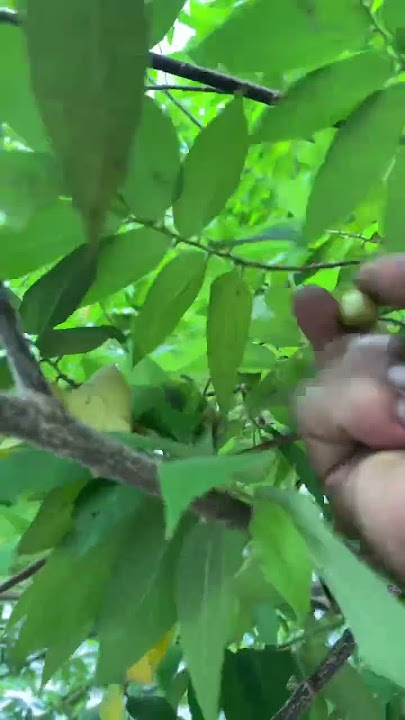 Petik buah kersen #shortvideo