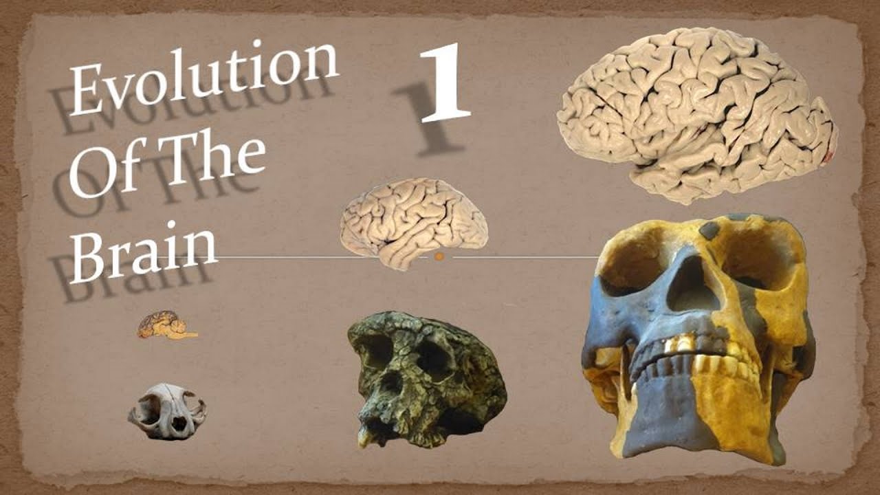 Evolution Of The Brain: The First Brains - Episode 1 