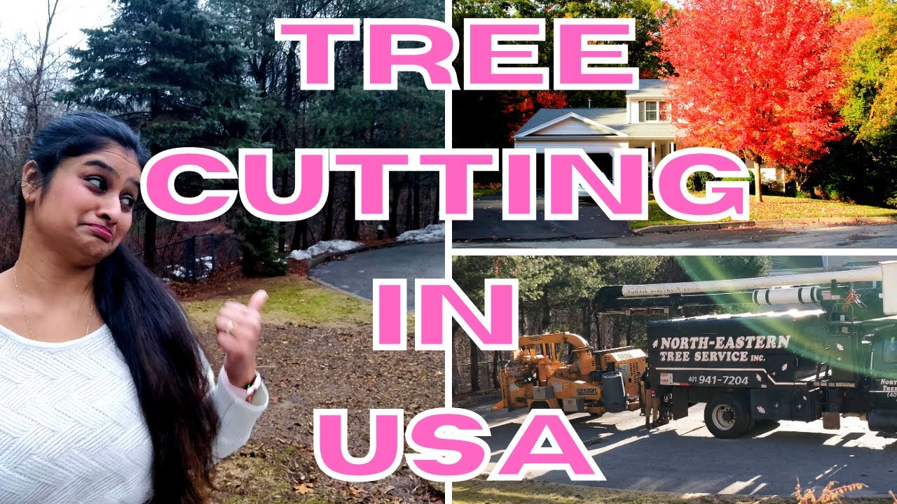 Tree cutting in USA | Cutting down our beloved maple tree - YouTube