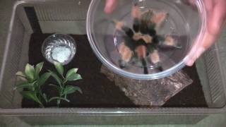 Tarantula Cleaning And Transfer Video